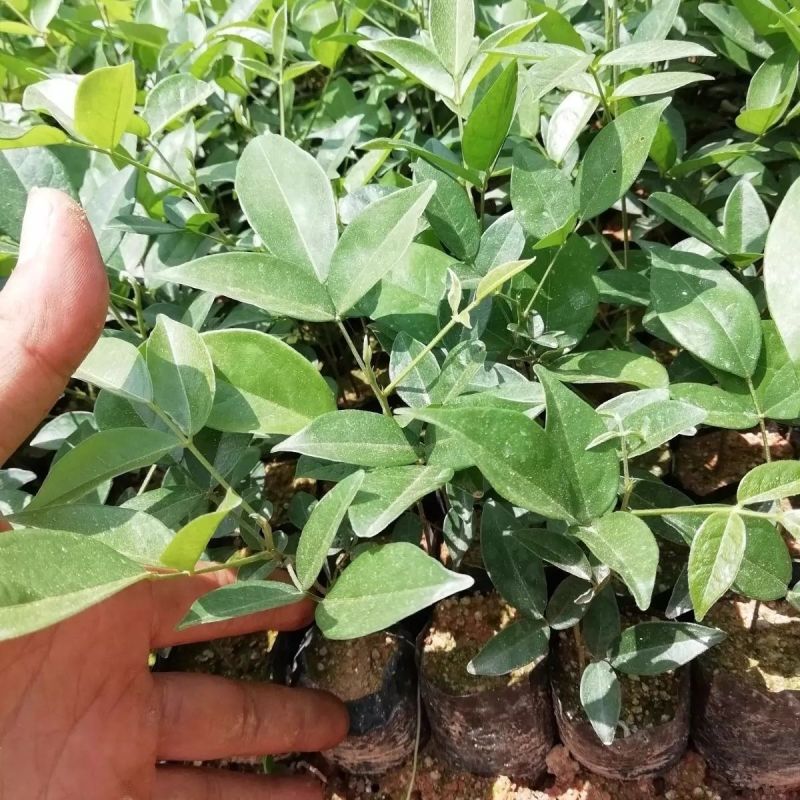 牛大力树苗小叶中叶细叶苗中药材苗野生种植改良苗结薯快