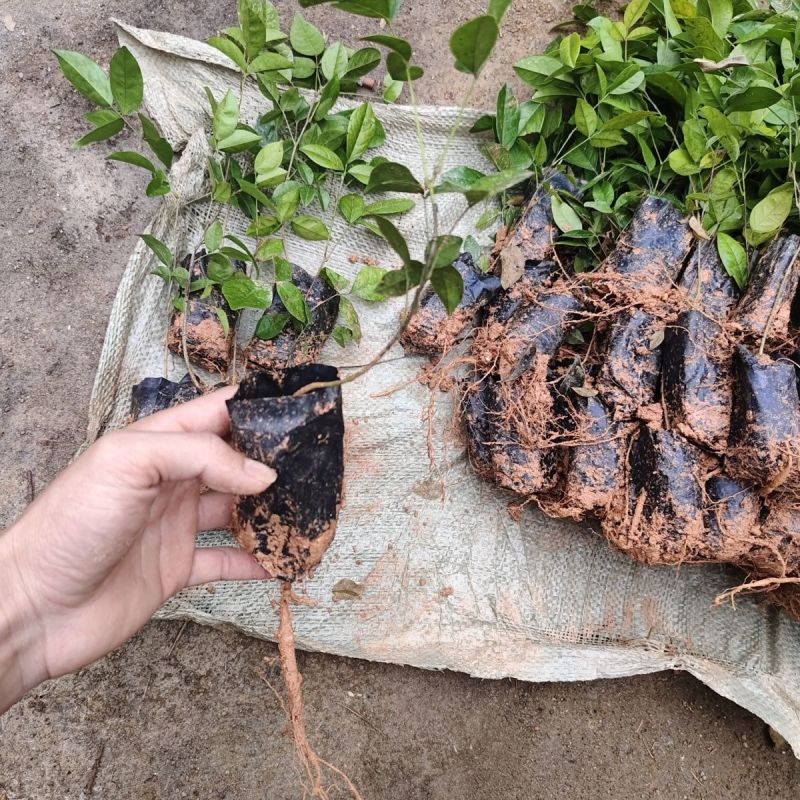 牛大力树苗小叶中叶细叶苗中药材苗野生种植改良苗结薯快