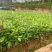 牛大力树苗小叶中叶细叶苗中药材苗野生种植改良苗结薯快