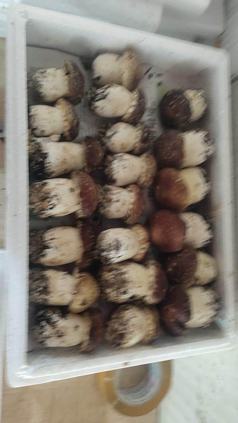 赤松茸鲜品与干品