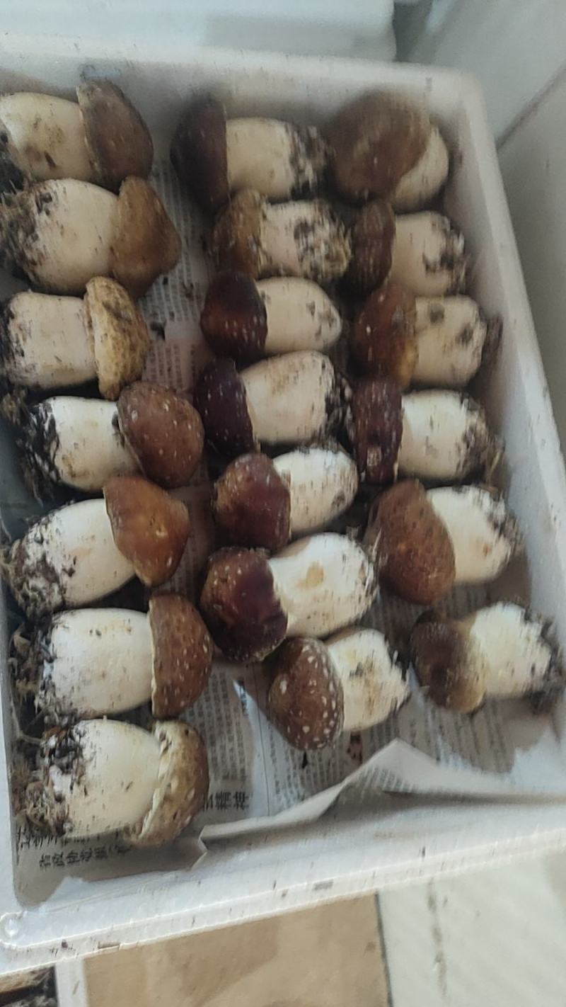 赤松茸鲜品与干品
