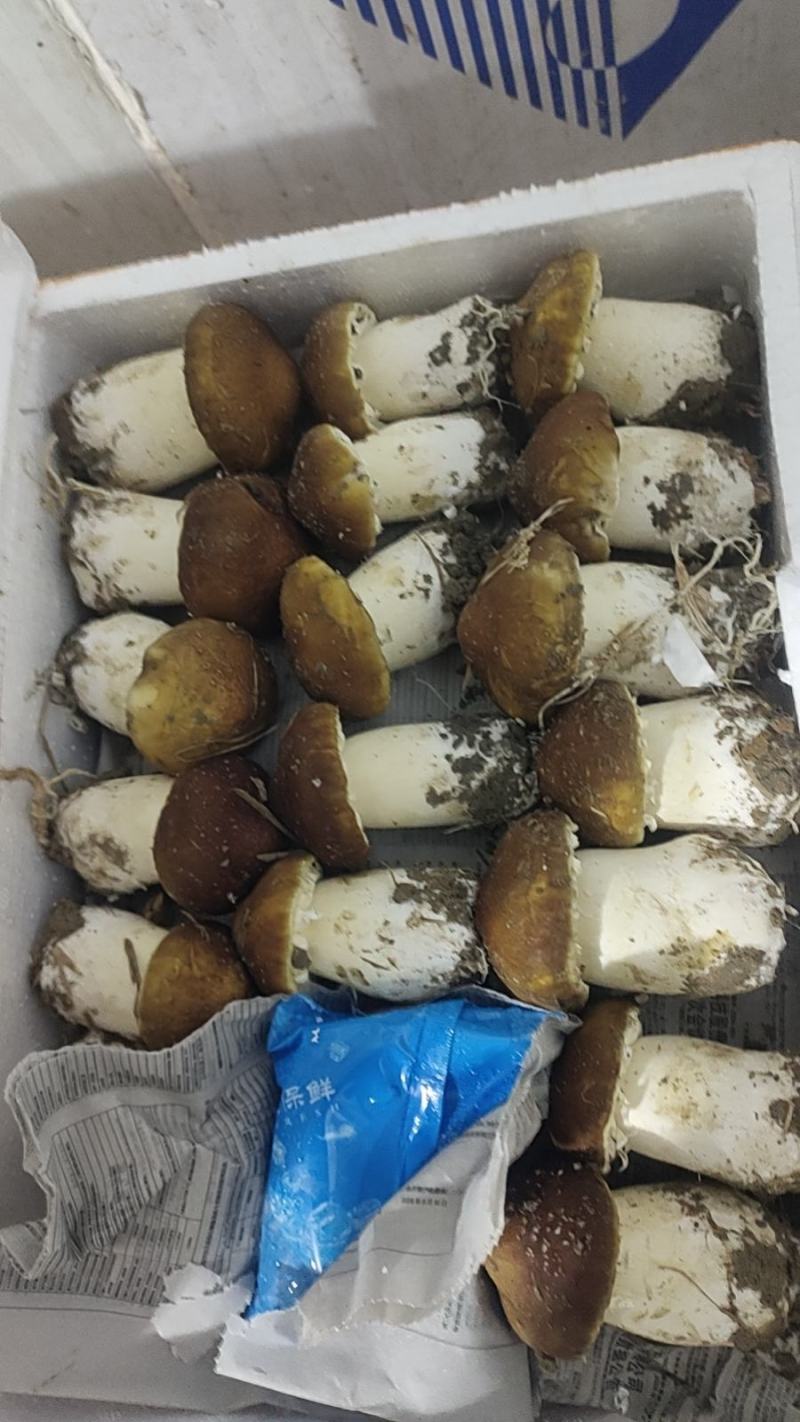 赤松茸鲜品与干品