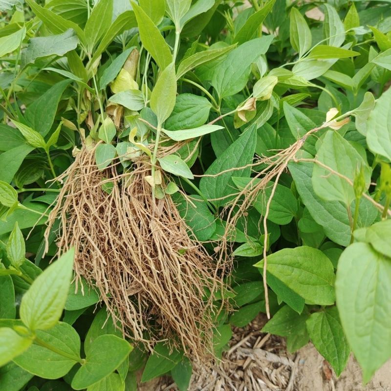 威灵仙苗东北铁线莲中草药植物山辣椒秧威灵仙种子种苗庭院种