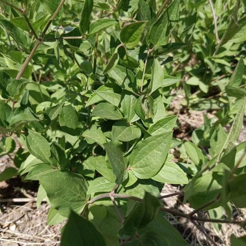 威灵仙苗东北铁线莲中草药植物山辣椒秧威灵仙种子种苗庭院种