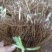 威灵仙苗东北铁线莲中草药植物山辣椒秧威灵仙种子种苗庭院种