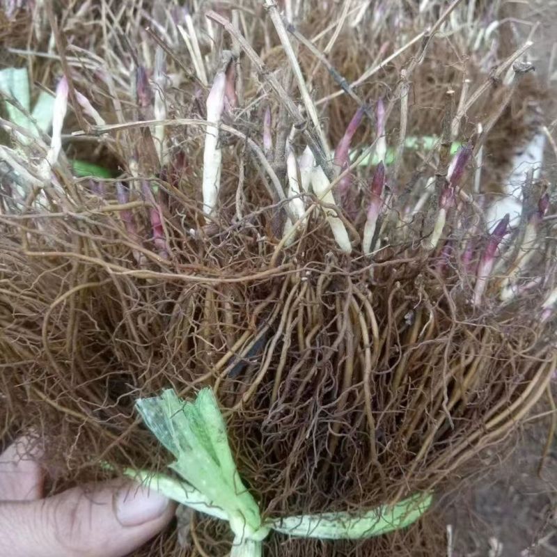 威灵仙苗东北铁线莲中草药植物山辣椒秧威灵仙种子种苗庭院种