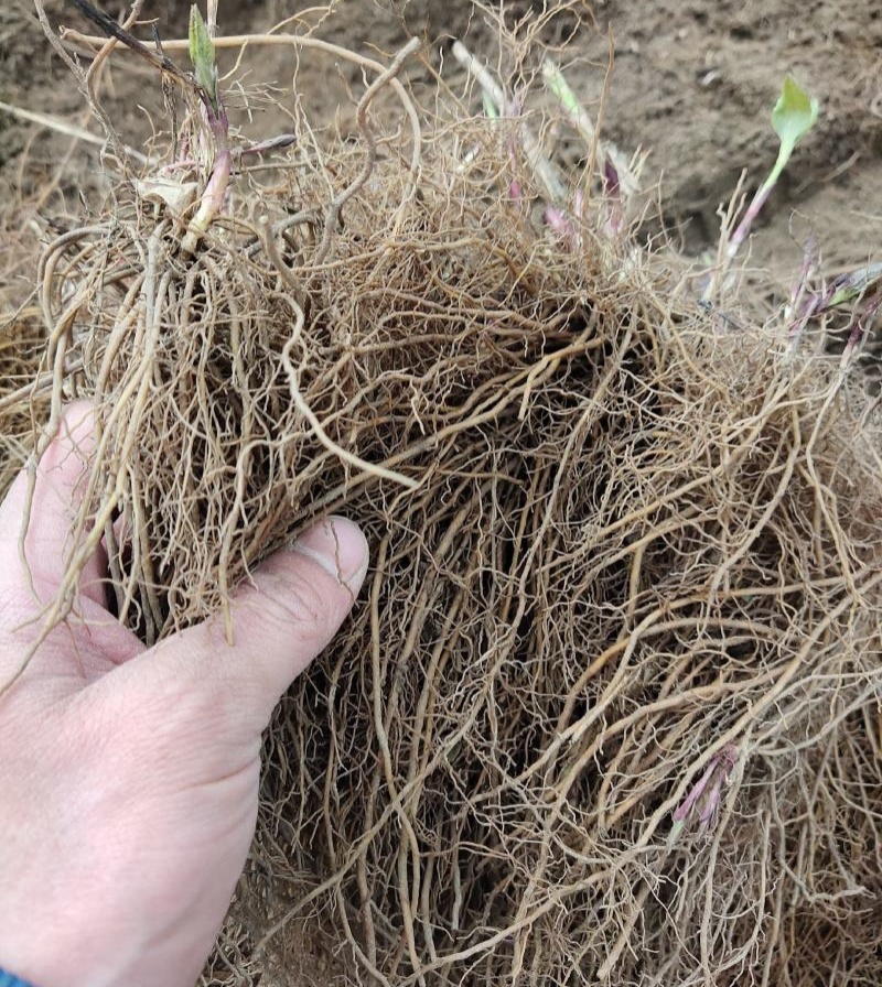 威灵仙苗东北铁线莲中草药植物山辣椒秧威灵仙种子种苗庭院种