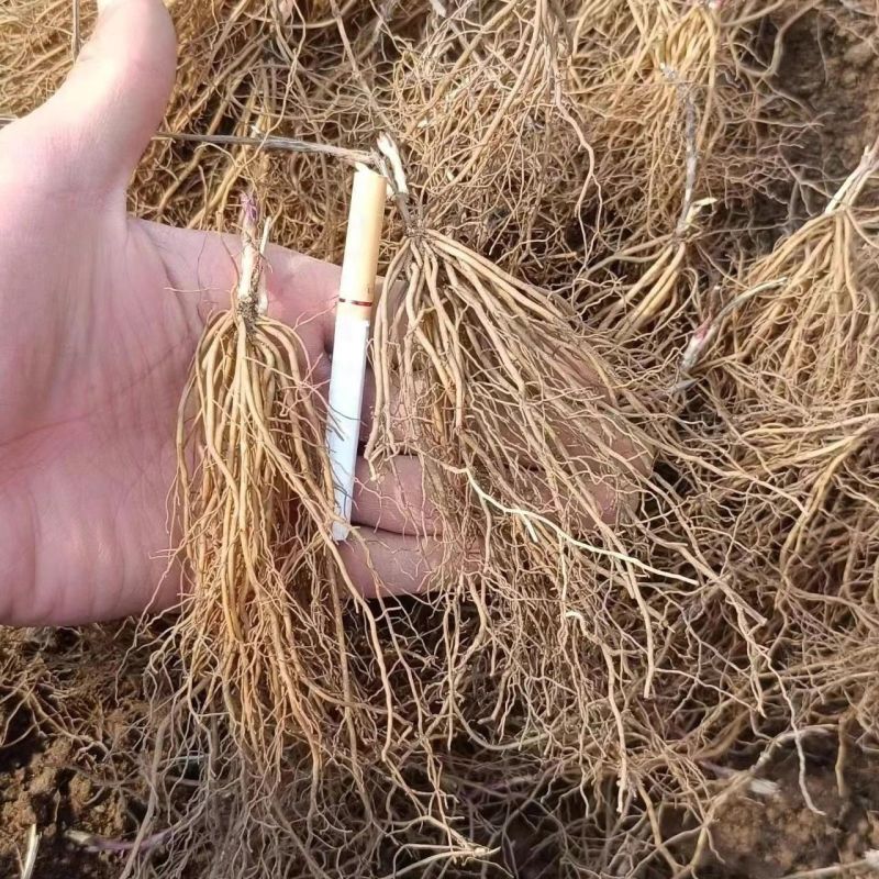 威灵仙苗东北铁线莲中草药植物山辣椒秧威灵仙种子种苗庭院种