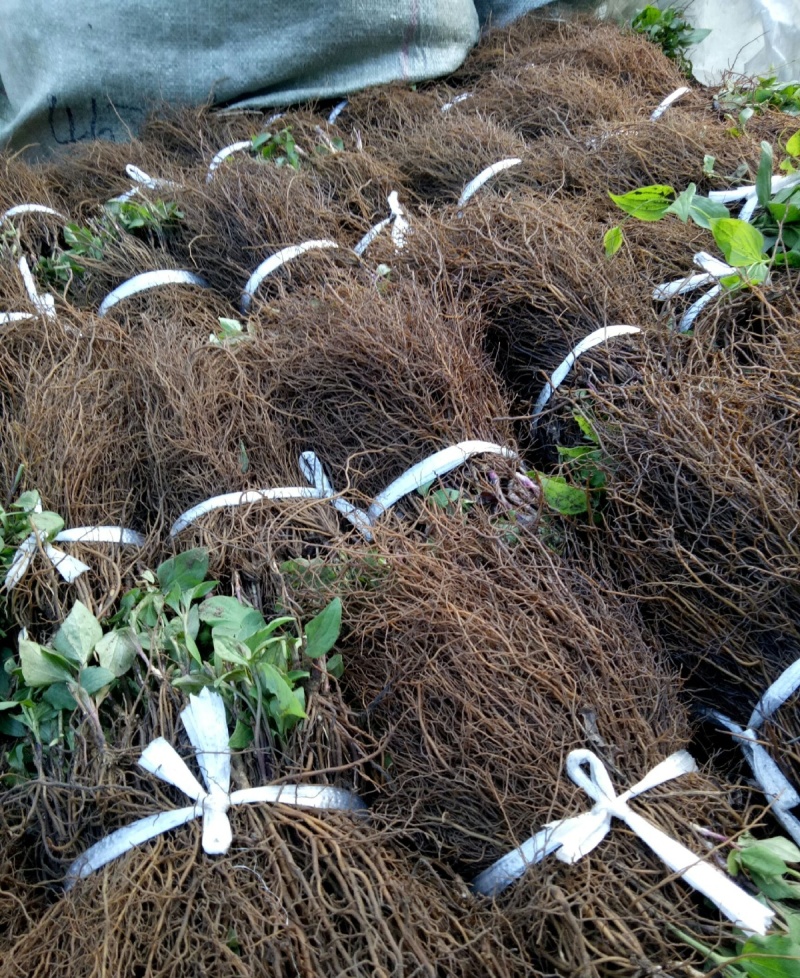 威灵仙苗东北铁线莲中草药植物山辣椒秧威灵仙种子种苗庭院种