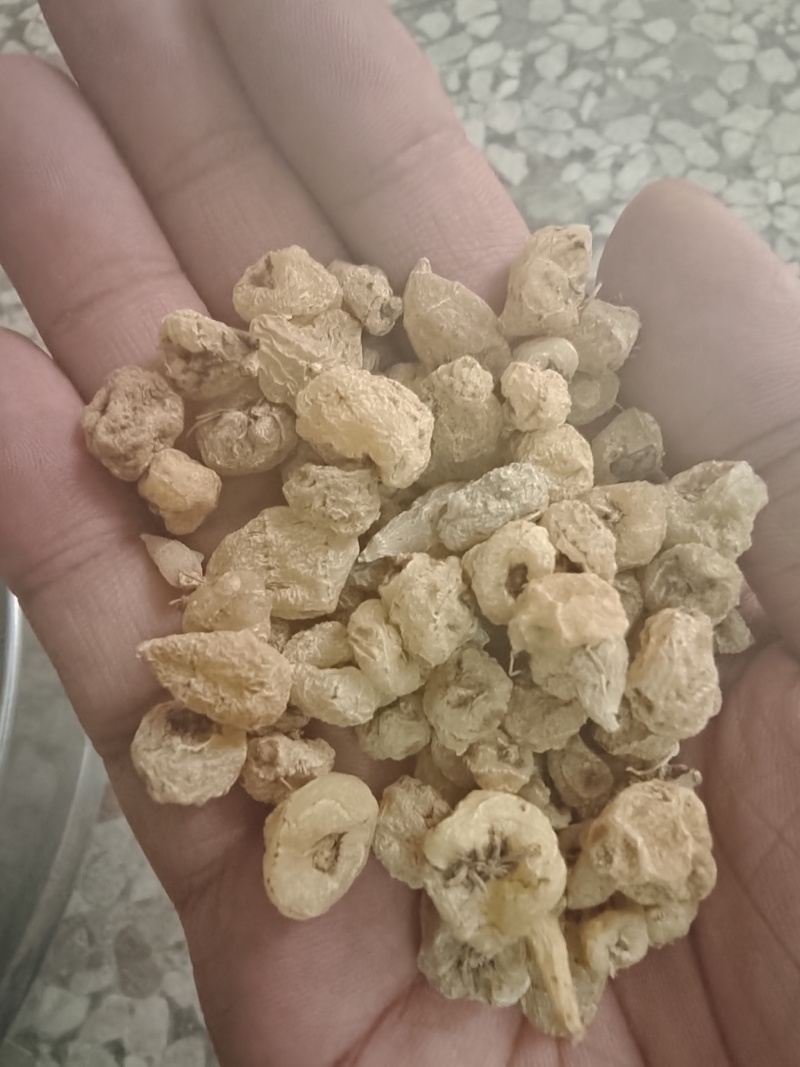 野生山慈菇山慈姑正宗山茨菇毛慈菇冰球子杜鹃兰金登独蒜兰