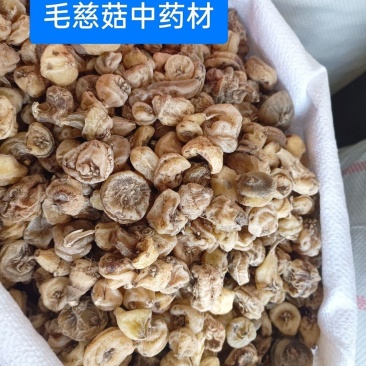 野生山慈菇山慈姑正宗山茨菇毛慈菇冰球子杜鹃兰金登独蒜兰