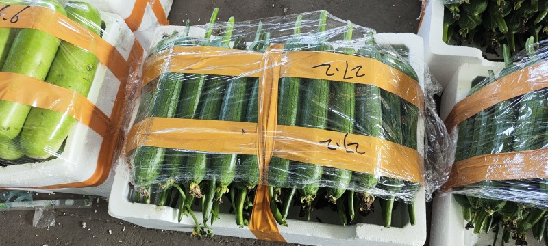 精品油皮丝瓜大量上市