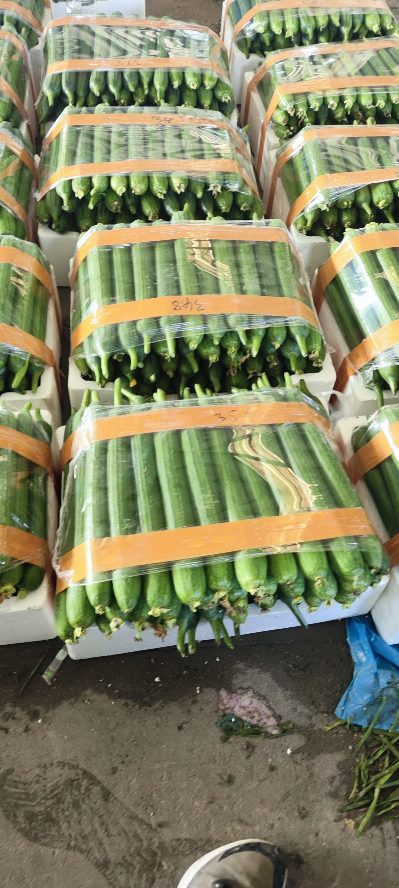 精品油皮丝瓜大量上市