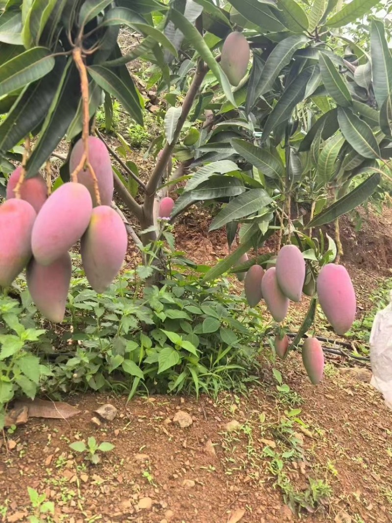精品贵妃芒果