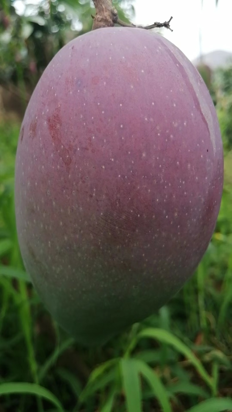 精品贵妃芒果