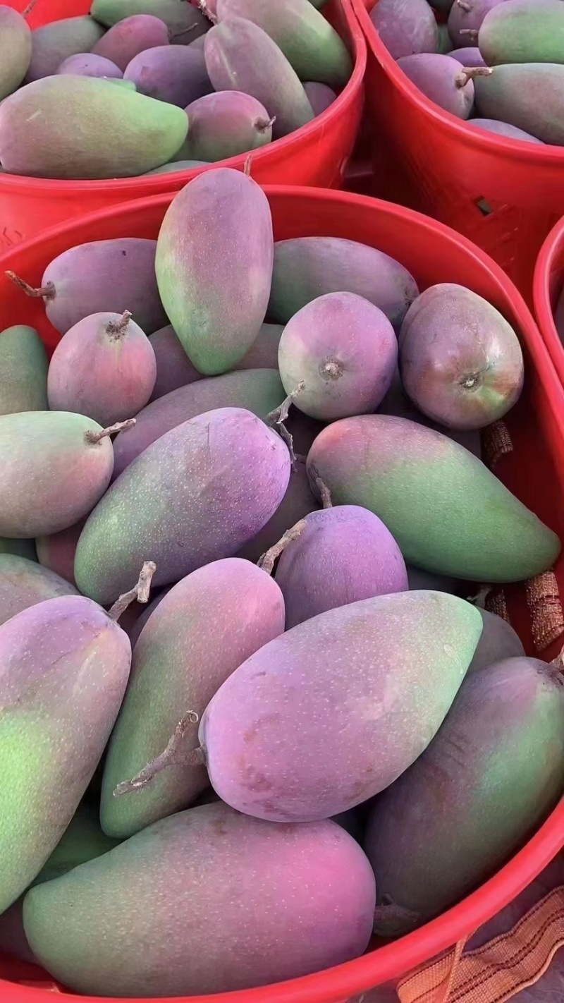精品贵妃芒果
