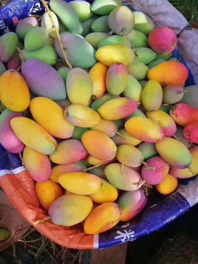 精品贵妃芒果