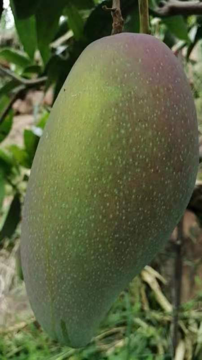 精品贵妃芒果