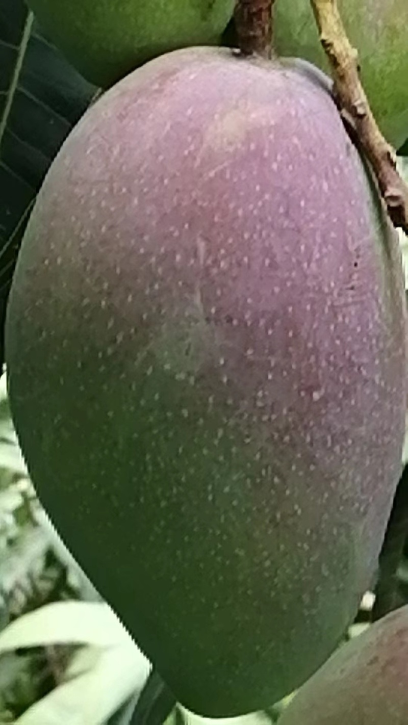 精品贵妃芒果