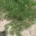 骆驼蓬子种子苦苦菜臭牡丹沙蓬豆豆臭古都老哇瓜白车轴草车前