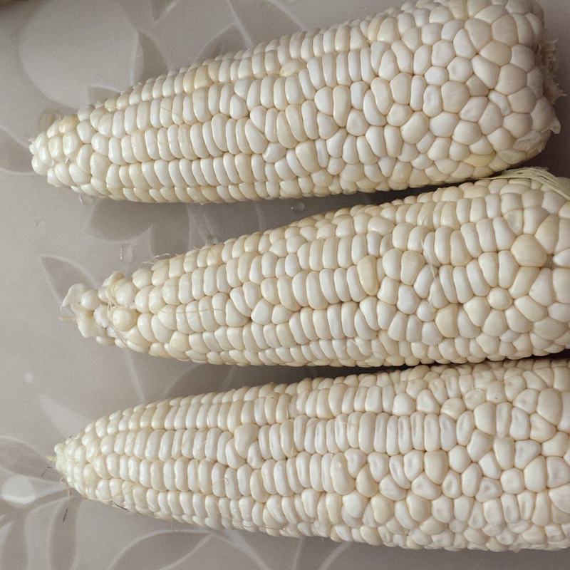 玉米928小甜糯，金科糯928
