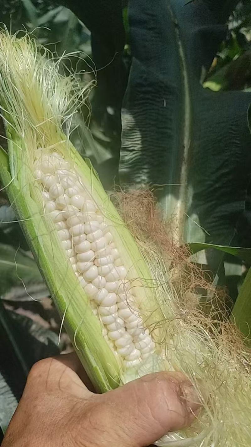 玉米928小甜糯，金科糯928