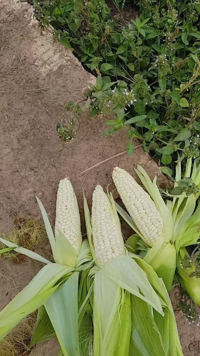 玉米928小甜糯，金科糯928