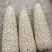 玉米928小甜糯，金科糯928