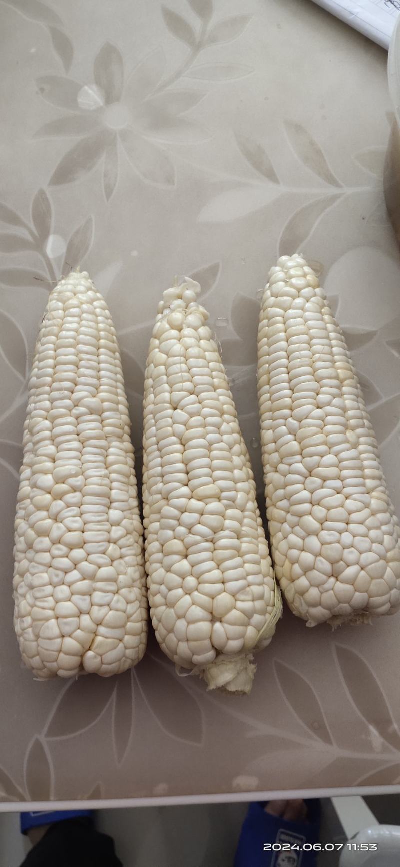 玉米928小甜糯，金科糯928