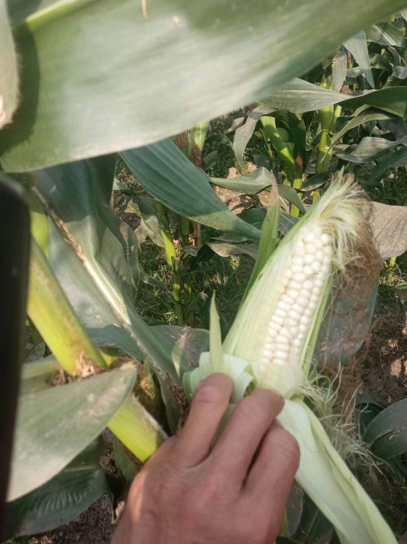 玉米928小甜糯，金科糯928