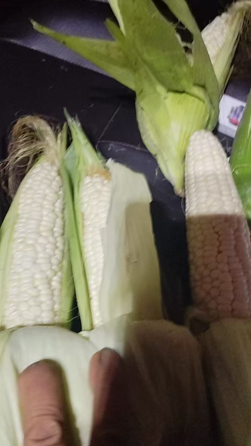 玉米928小甜糯，金科糯928