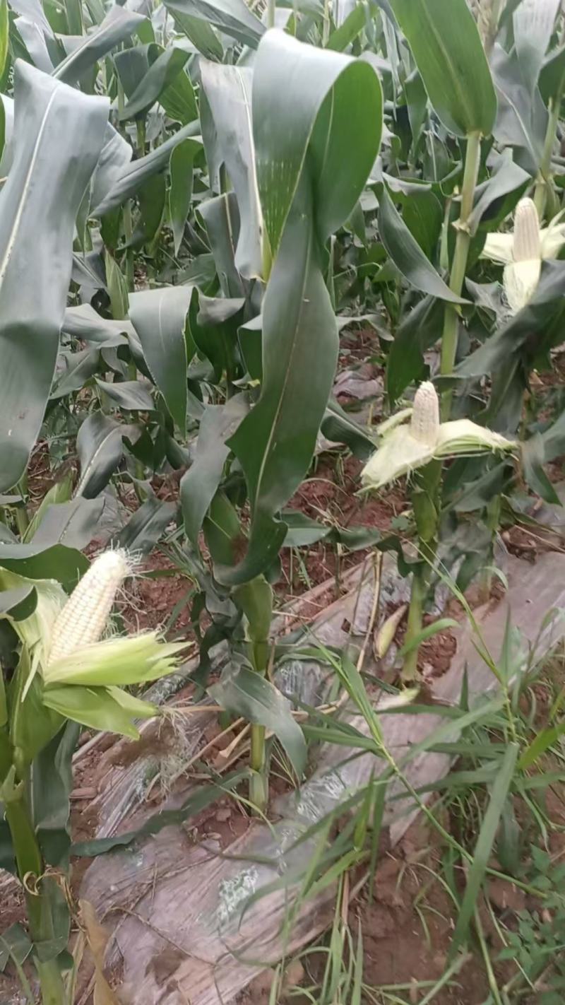 玉米928小甜糯，金科糯928