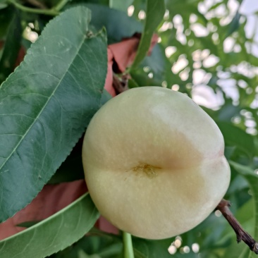 奶油潘