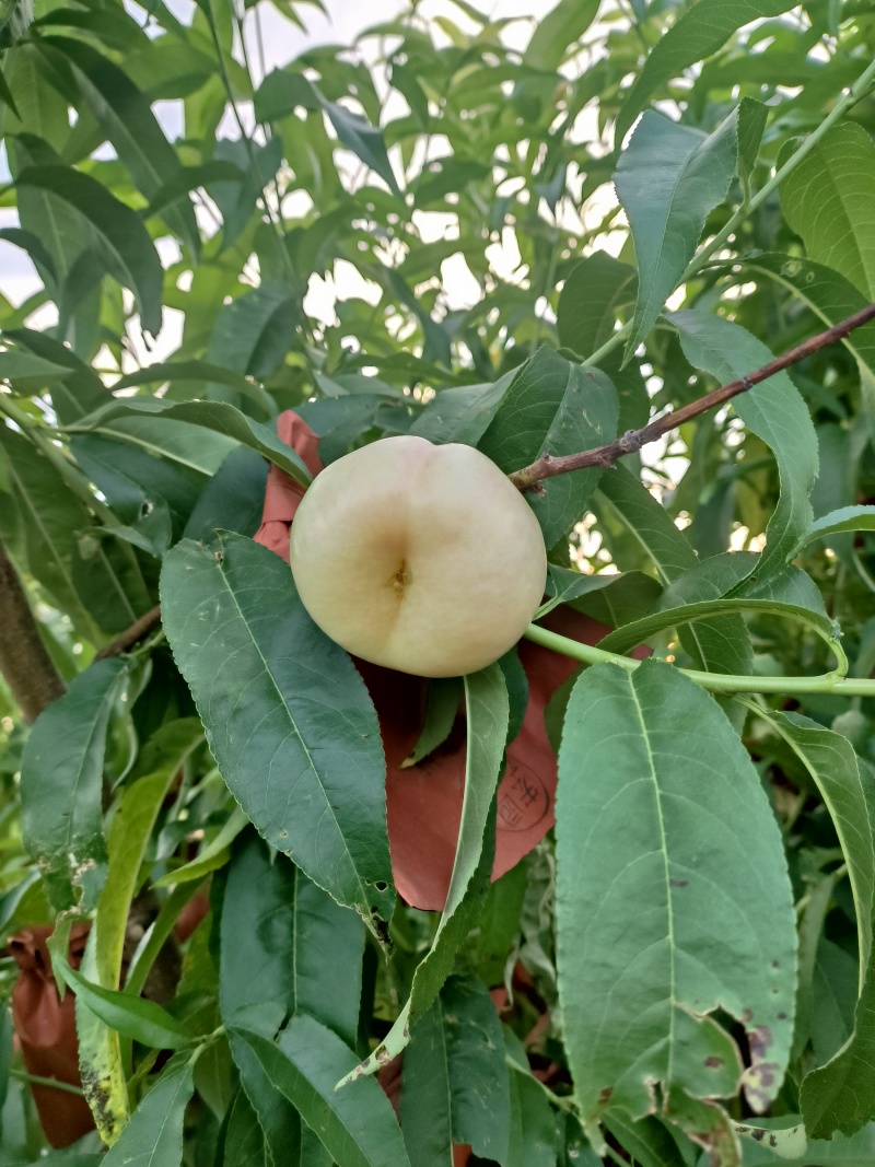 奶油潘