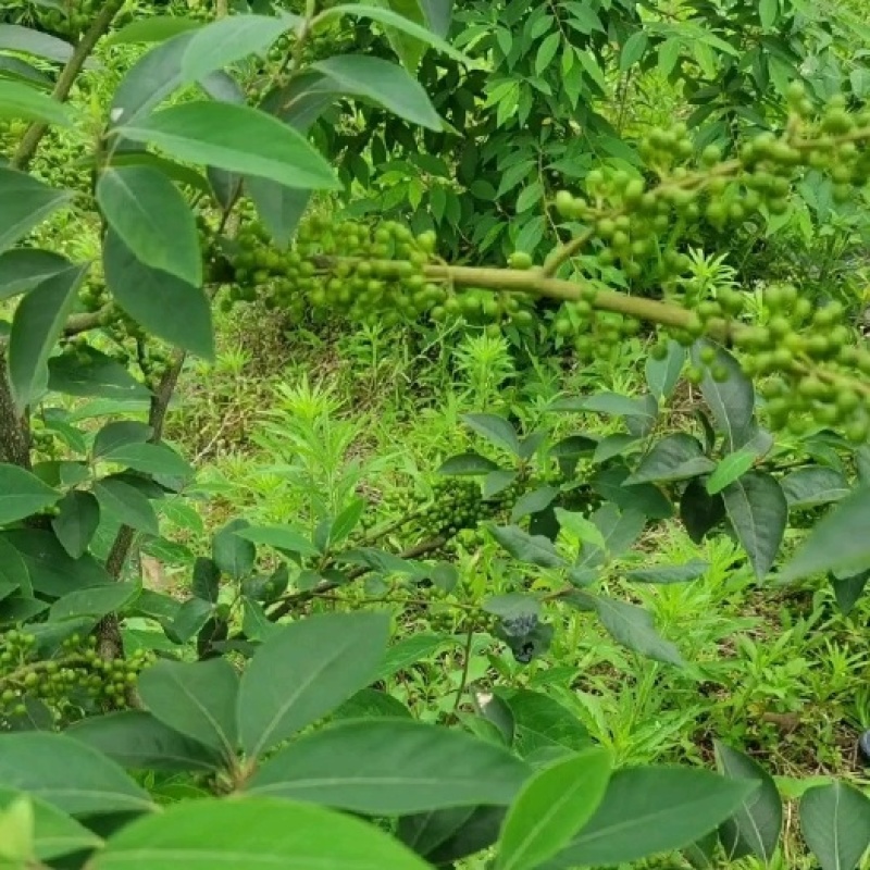 木姜子木姜子成熟鲜果应季