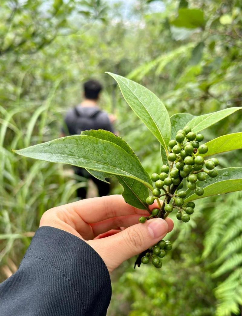 木姜子木姜子成熟鲜果应季