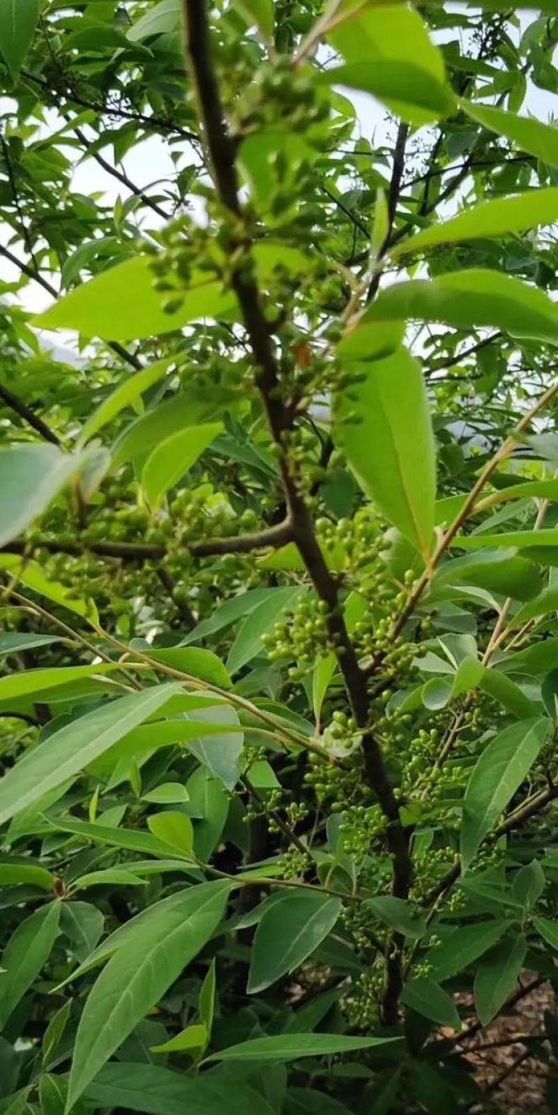 木姜子木姜子成熟鲜果应季