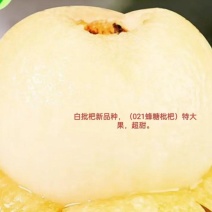 白雪枇杷（021蜂糖枇杷）黄皮白肉超甜，平均单果重50克