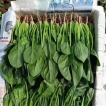 宁夏菠菜大量上市，价位合适