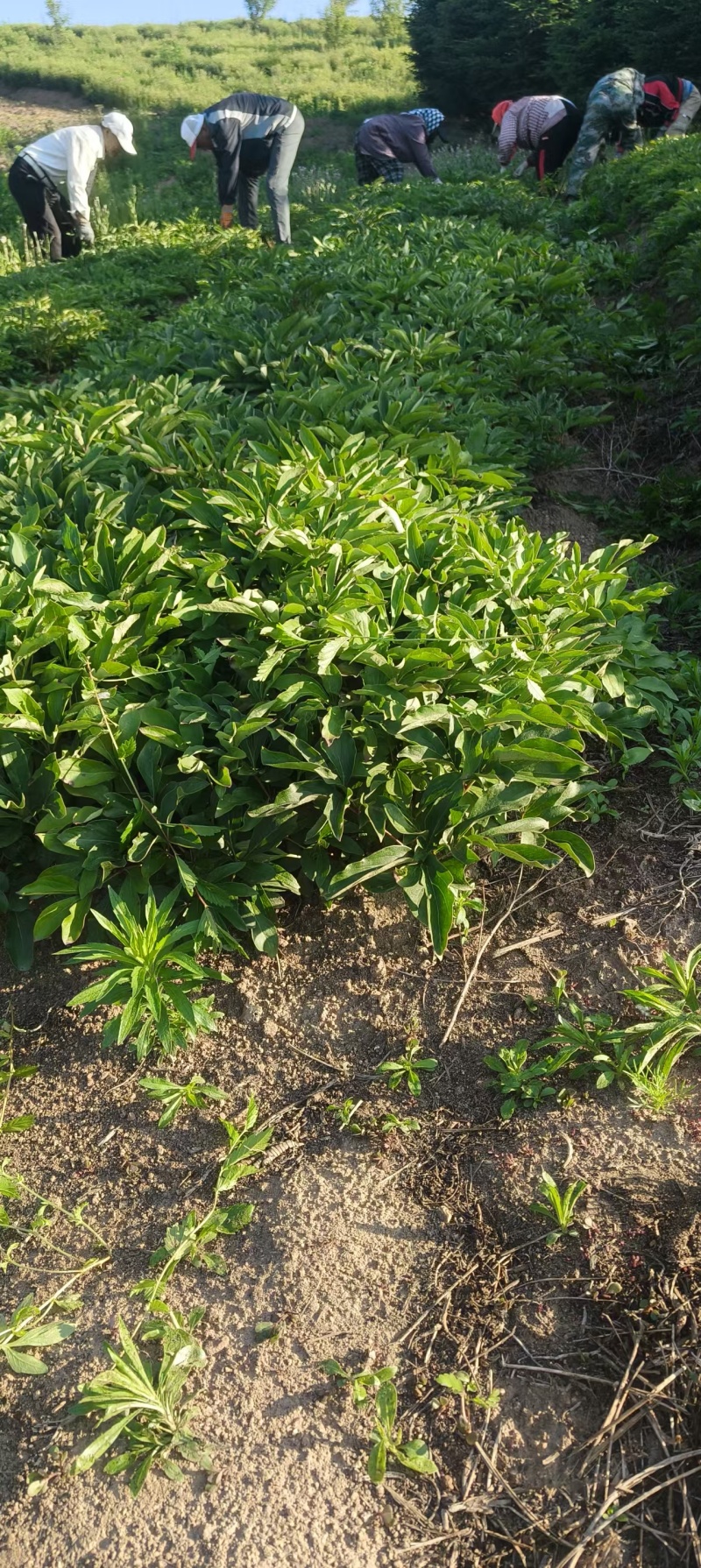两年赤芍苗，烟杆坐标，质量特别特别好，易成活，教种植技术