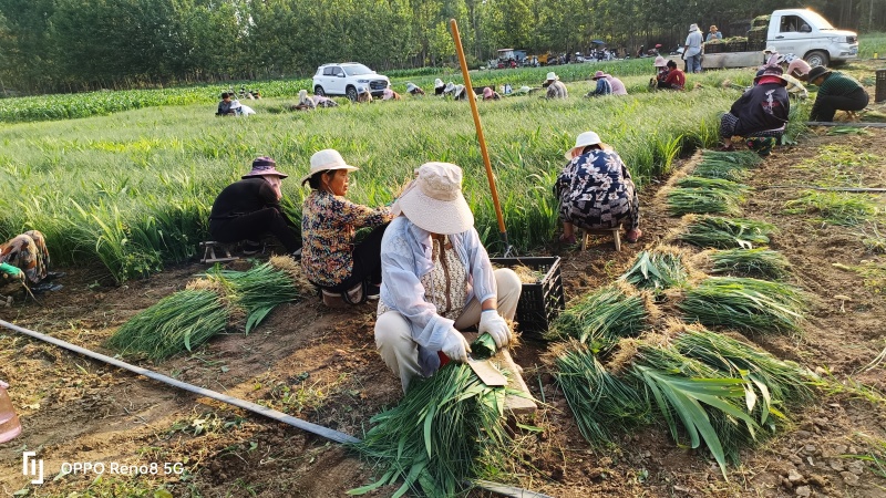 射干苗大型专业育苗基地，一手货源诚信经营全国发货，量大价优