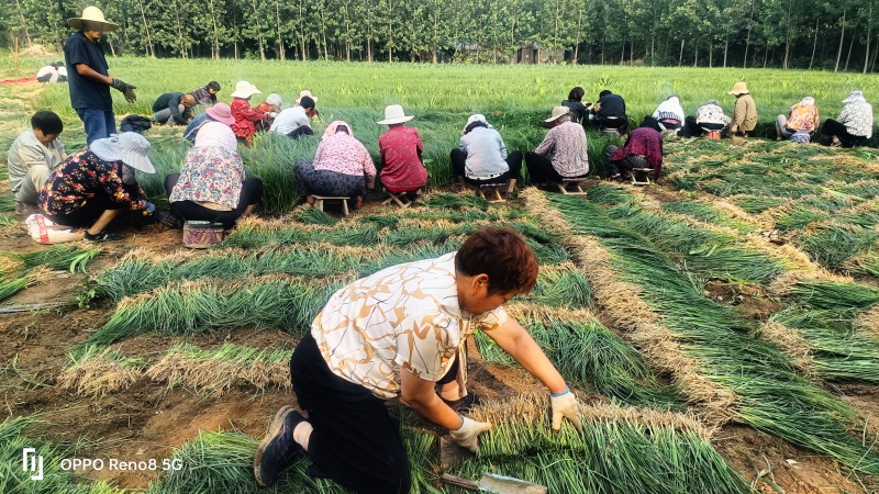 千亩知母苗正在热售，量大价优，批发价格，全国各地均可发