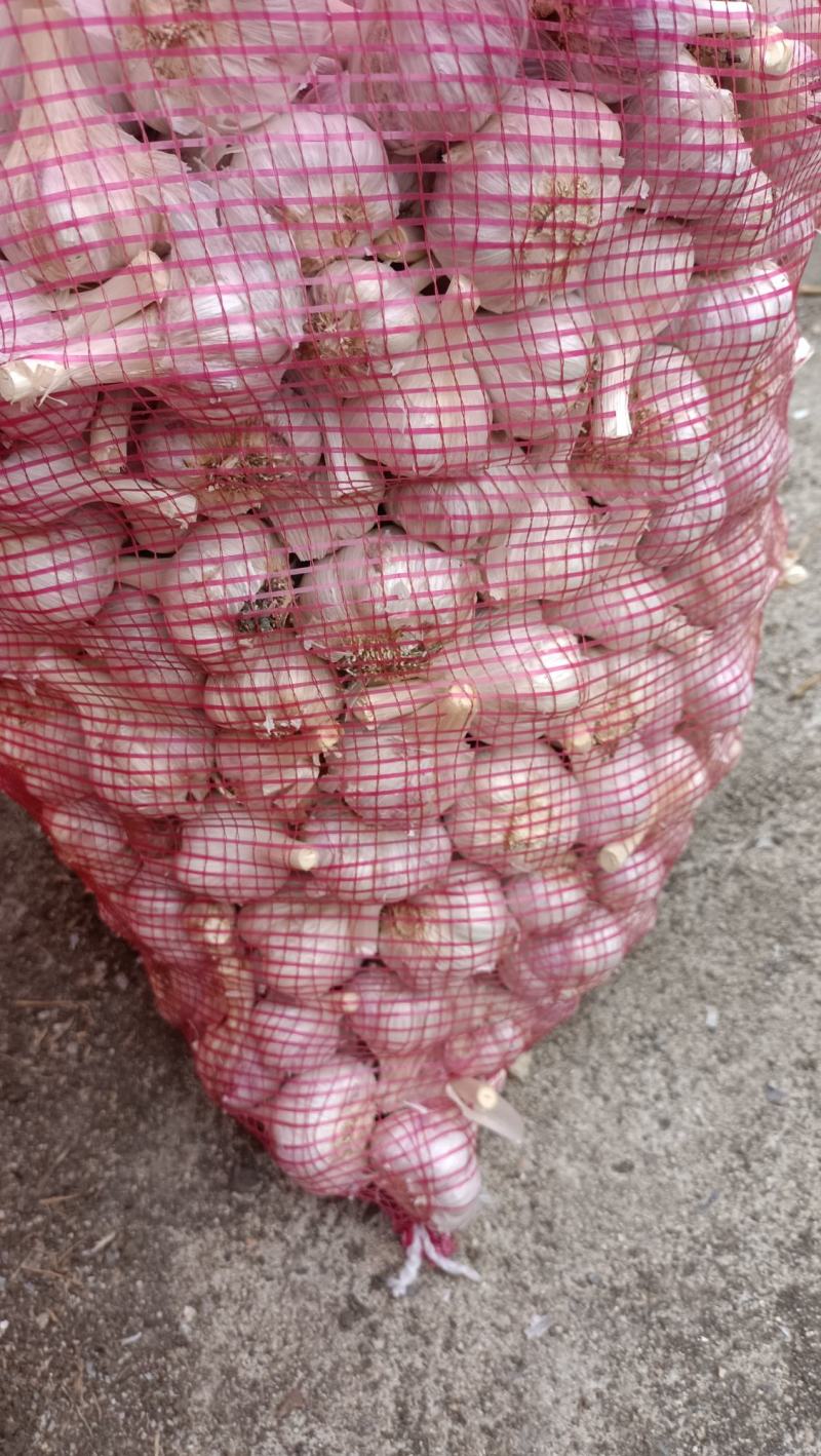 紫皮蒜，苍山红皮川蒜开始上市，有需要的新老客户可联系采购