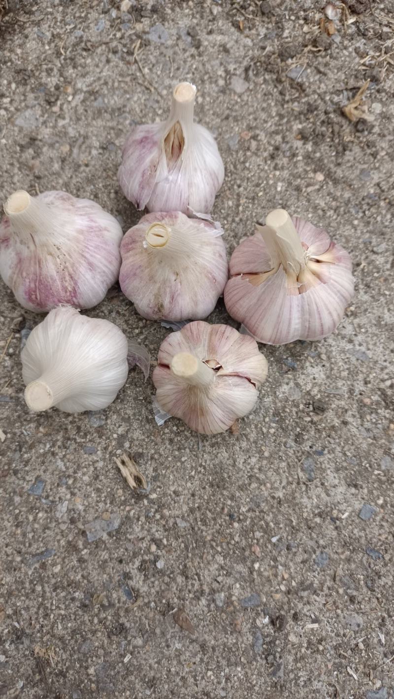 紫皮蒜，苍山红皮川蒜开始上市，有需要的新老客户可联系采购