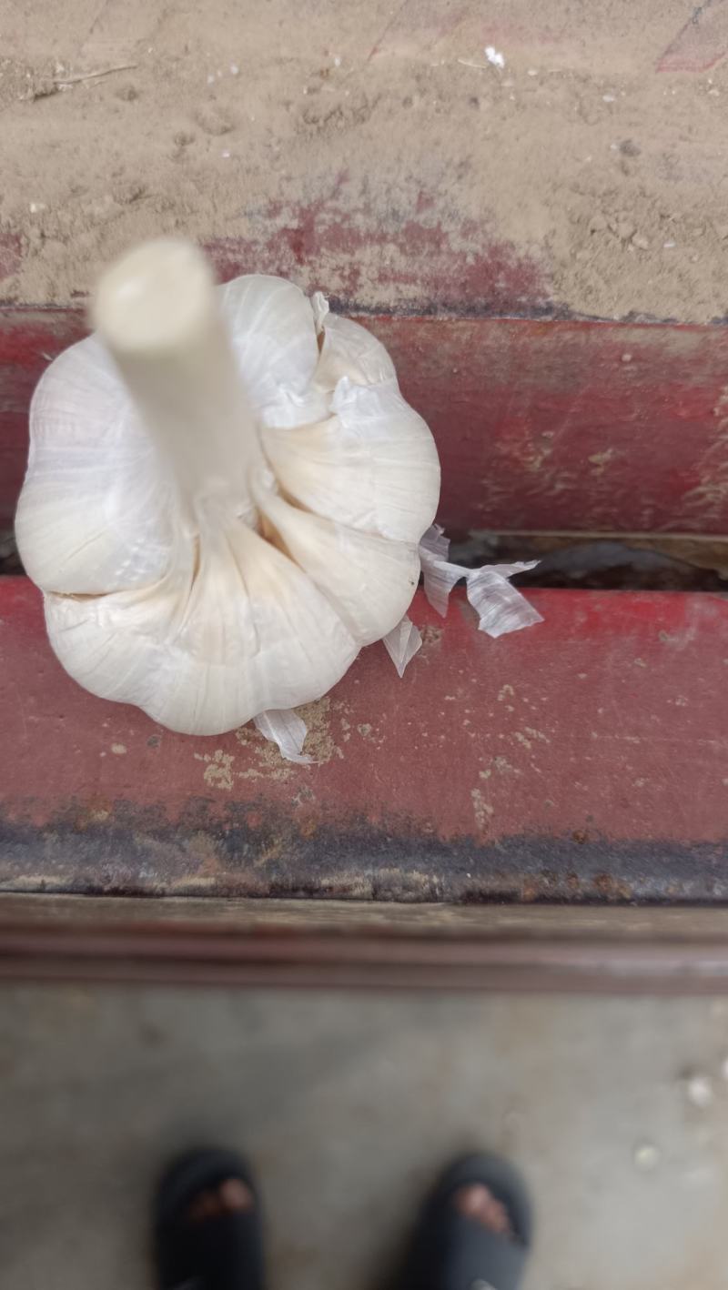 射阳大蒜