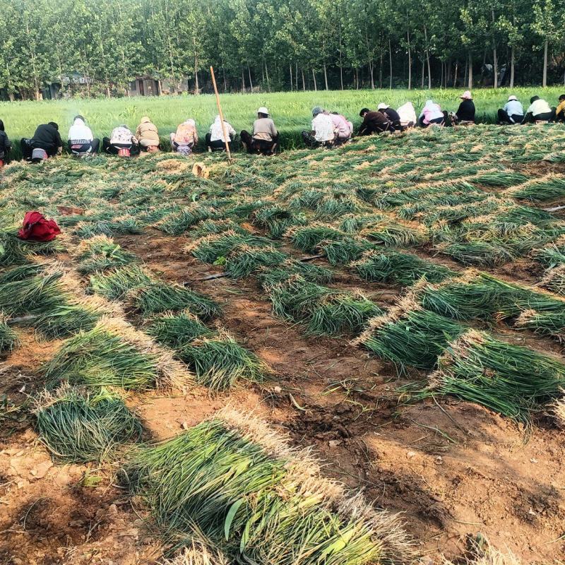 千亩优质知母苗，大量出售，一手货源，价格实惠，全国各地均可发