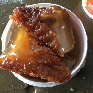 山东渤海湾大角（嘎嘣脆）
