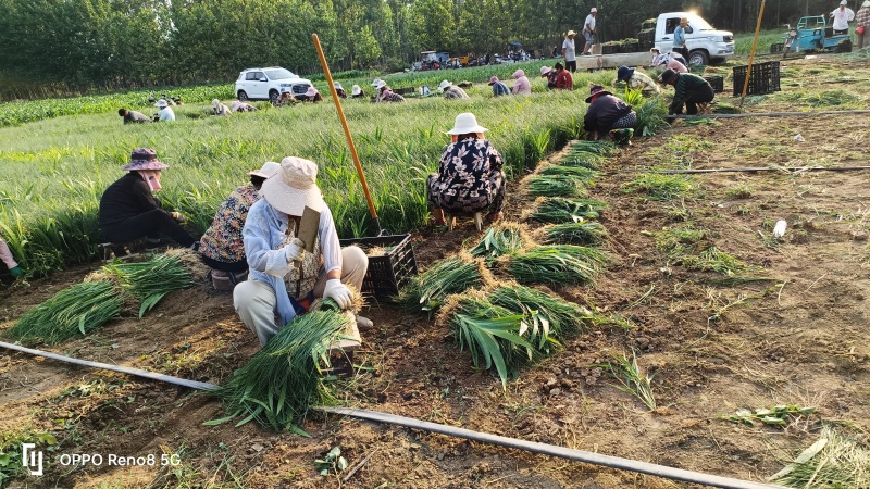 千亩优质知母苗，大量出售，一手货源，价格实惠，全国各地均可发