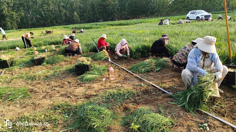 千亩优质知母苗，大量出售，一手货源，价格实惠，全国各地均可发