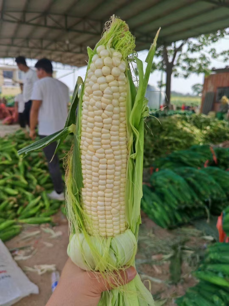 河北特产早糯玉米，万糯玉米，水果玉米大量上市